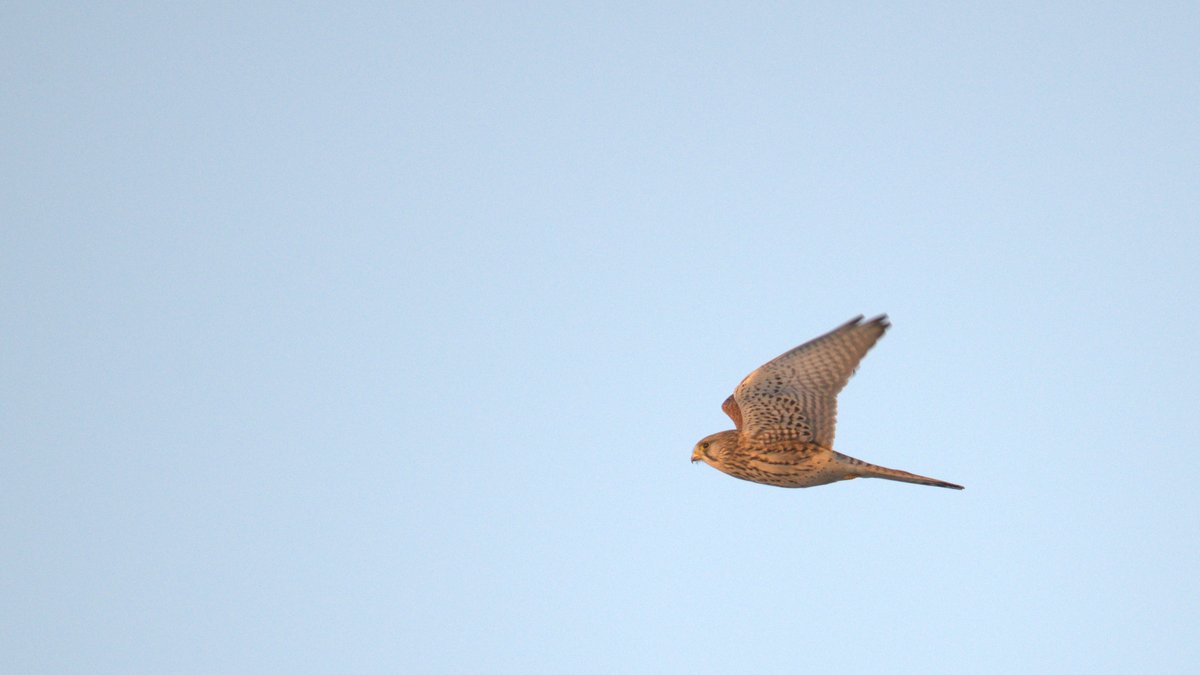2026. évi téli ragadozómadár számlálás Dél-Hevesben