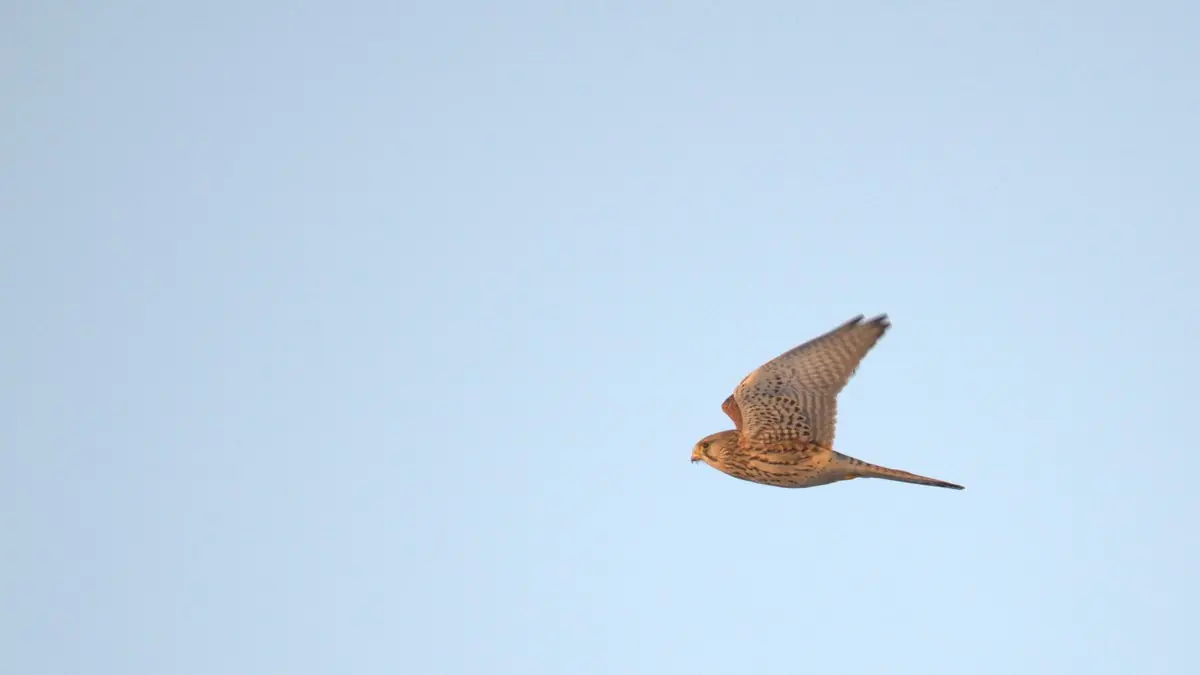 Birds of prey census in South-Heves, 2026