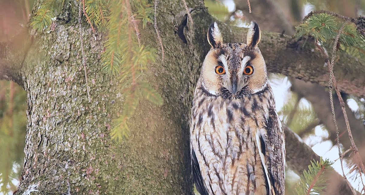 Erdei fülesbaglyok a számok mögött