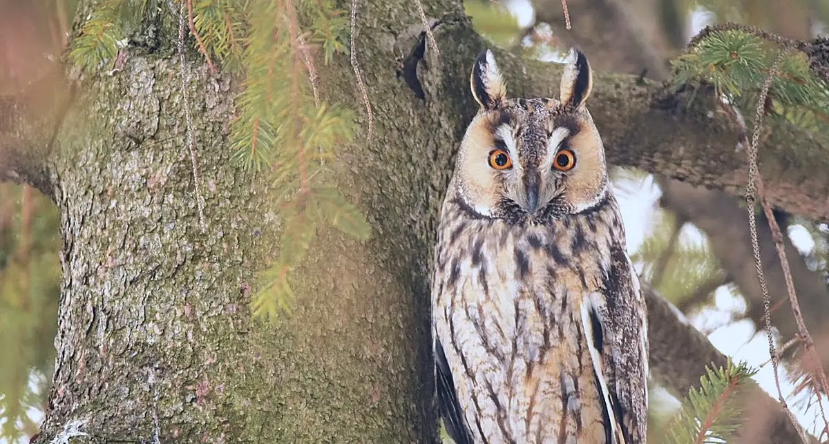Erdei fülesbaglyok a számok mögött