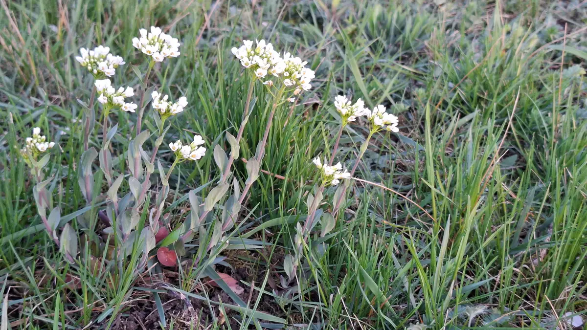 Janka-tarsóka (Thlaspi jankae) virágzásban