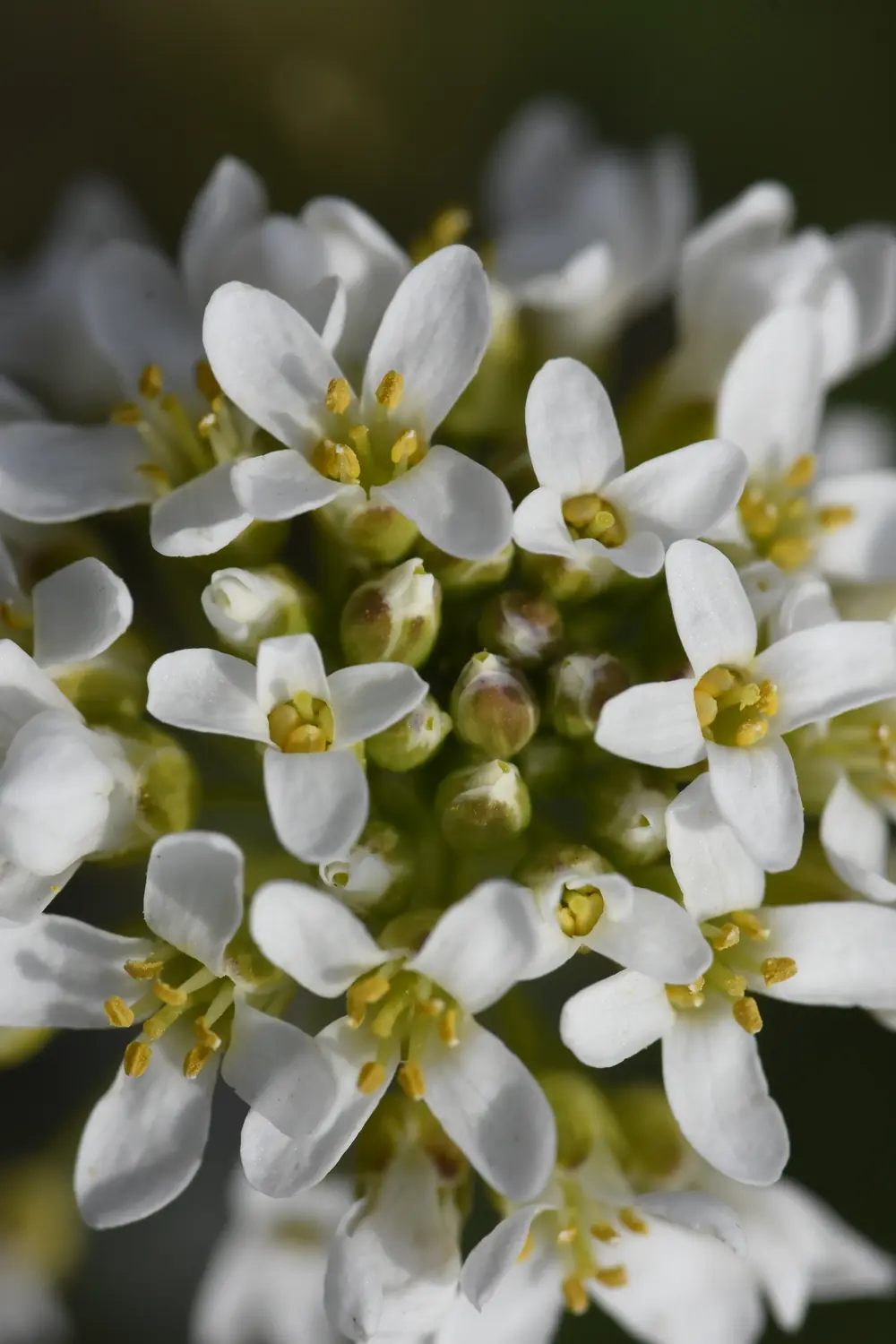 Janka-tarsóka's (Thlaspi jankae) virágai