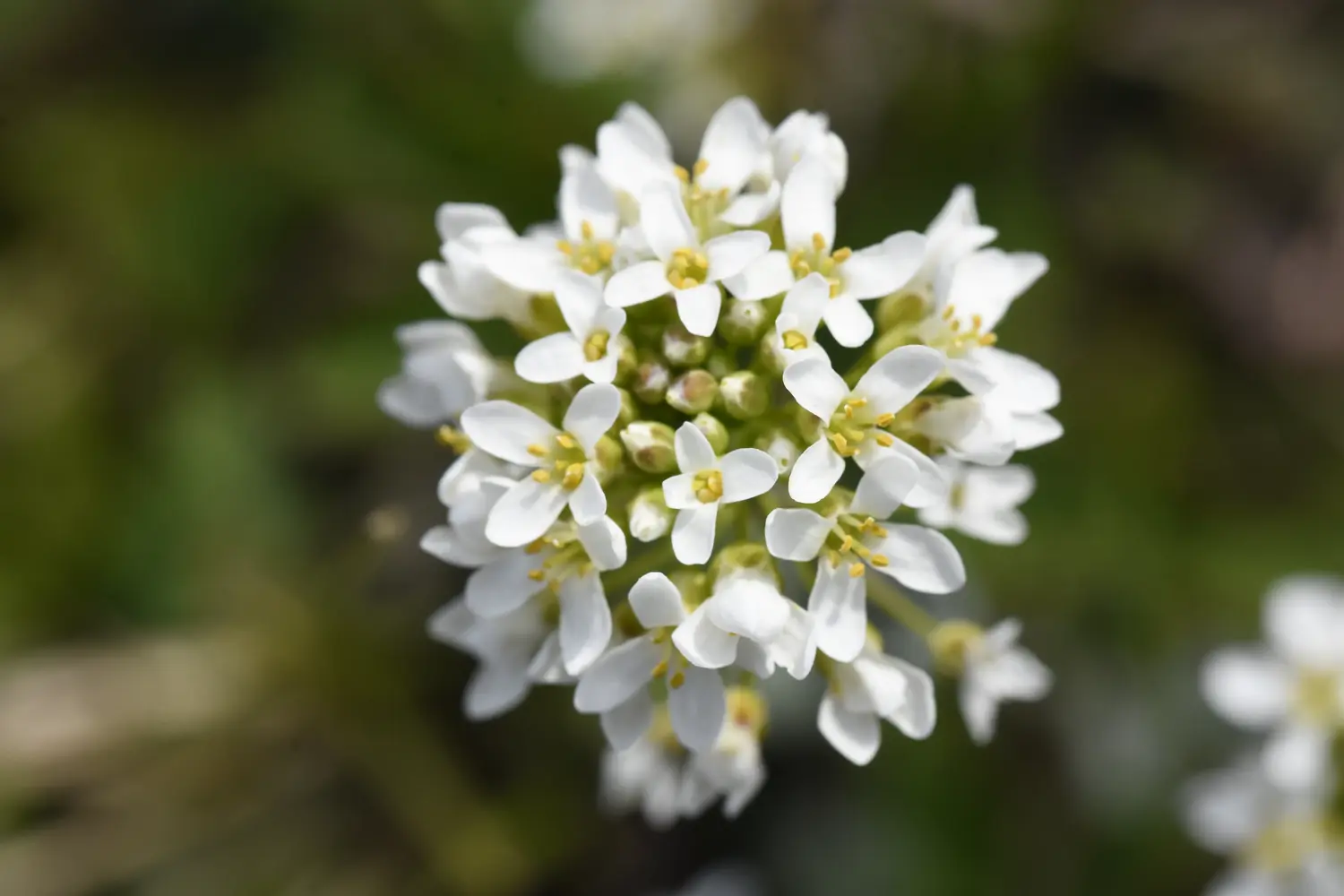 Janka-tarsóka's (Thlaspi jankae) virágai