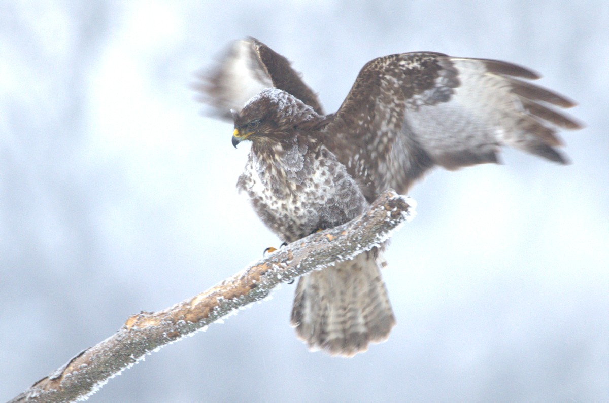 Téli sasszinkron 2026. 01. 17.